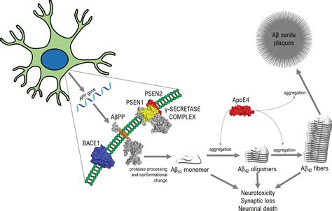 amyloid-beta hypothesis|The amyloid hypothesis of Alzheimer's d.